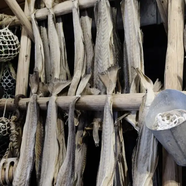Ribbon Fish (Vaala) (Cutted)